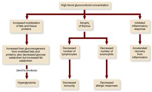 Glucocorticoid stress response flowchart