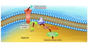 Mechanism of protein hormone action (nonsteroid)