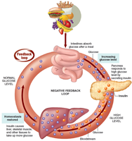 Negative feedback loop for blood glucose regulation