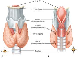 Thyroid and parathyroid gland anatomy