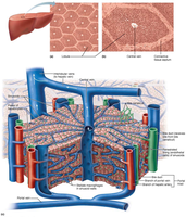 3-D diagram of liver lobule