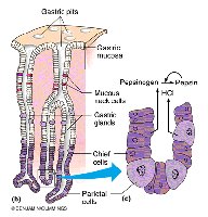 Chief cells secrete pepsinogen, activated to pepsin