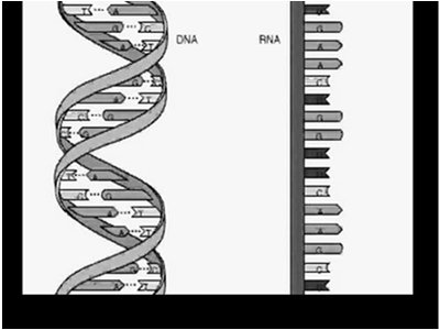 DNA and RNA structure comparison