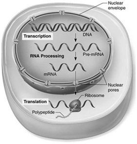 Diagram showing transcription and translation in a cell