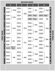 The genetic code table showing codons and corresponding amino acids