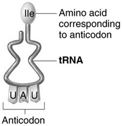 tRNA structure with anticodon and amino acid