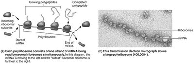 Polyribosome arrays showing multiple ribosomes translating mRNA