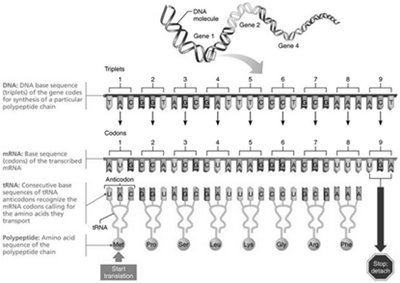 Information transfer from DNA to RNA to polypeptide