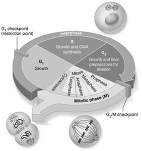 Diagram of the cell cycle showing interphase and mitotic phase