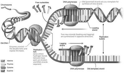 Diagram of DNA replication showing leading and lagging strands