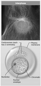 Interphase cell with labeled structures