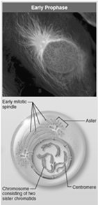 Early prophase showing chromosome condensation and spindle formation
