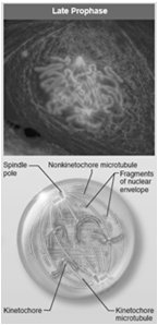 Late prophase with spindle attachment and nuclear envelope breakdown