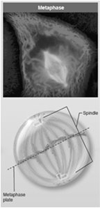 Metaphase with chromosomes aligned at the metaphase plate