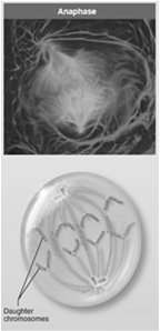 Anaphase with separated daughter chromosomes