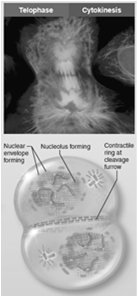 Telophase and cytokinesis with nuclear envelope reforming and cell division