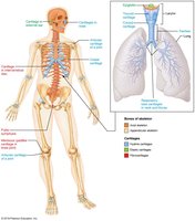 Major cartilages and bones of the skeleton