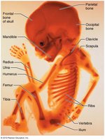Endochondral ossification stages