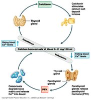 Hormonal regulation of calcium homeostasis