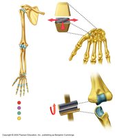 Functional classification of joints