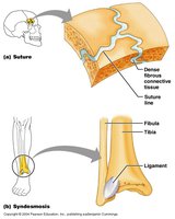 Sutures and syndesmoses