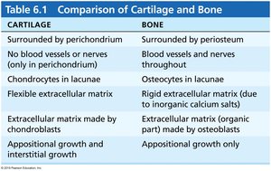 Comparison of cartilage and bone
