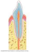 Gomphosis joint (tooth in socket)