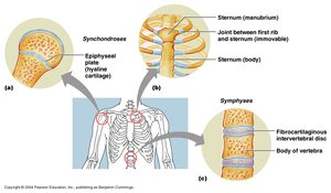 Cartilaginous joints: symphysis and synchondrosis