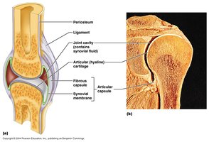 Structure of a synovial joint