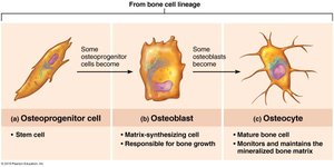 Bone cell lineage: osteoprogenitor, osteoblast, osteocyte