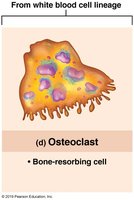 Osteoclast cell