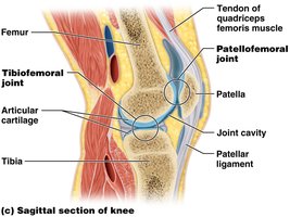 Knee joint anatomy