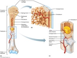 Anatomy of a long bone