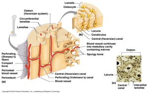 Microscopic structure of compact and spongy bone