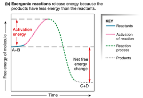 Exergonic reaction energy diagram