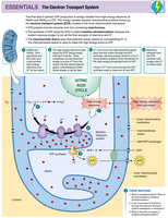 Electron transport system and ATP synthesis