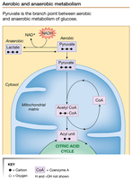 Aerobic and anaerobic metabolism