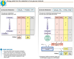 Energy yields from catabolism of one glucose molecule