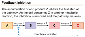 Feedback inhibition in metabolic pathways