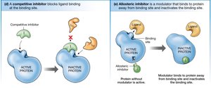 Competitive and allosteric inhibition