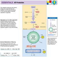 Overview of ATP production in aerobic respiration