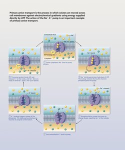 Primary and secondary active transport mechanisms