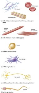 Examples of different human cell types