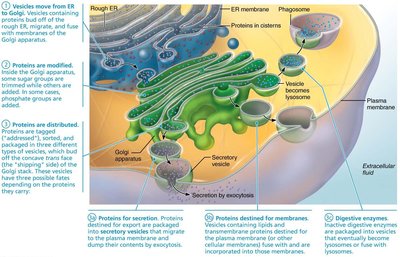 Electron micrograph of lysosomes