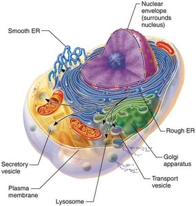 Endomembrane system components