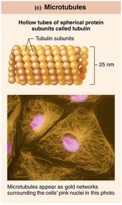 Microtubules structure and function