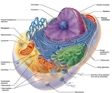 Diagram of a generalized cell with labeled organelles