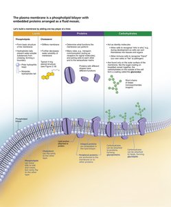 Plasma membrane structure with components