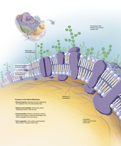 Membrane protein functions