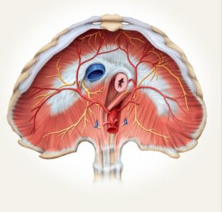 Diaphragm